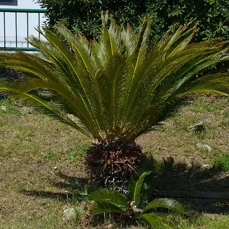 Apartments Dida Daire Split