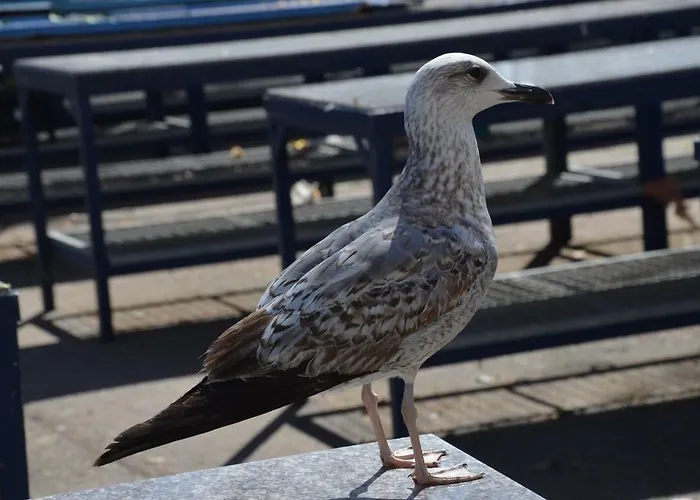 Apartments Dida 아파트