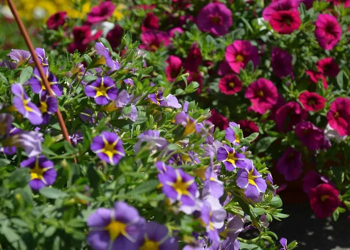 아파트 Apartments Dida 스플리트