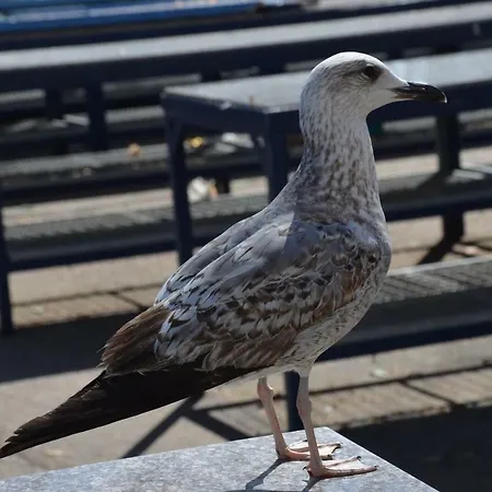 Apartments Dida Apartmán